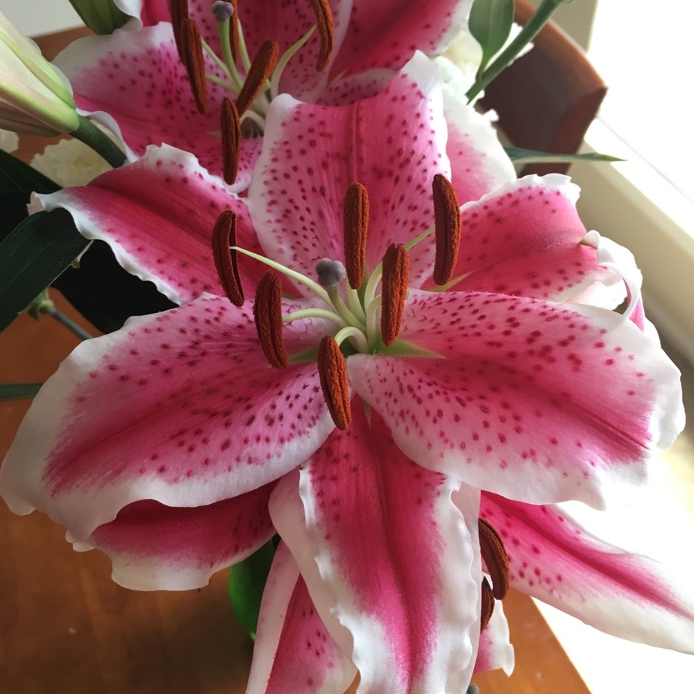 Meet your Posher, Lily
